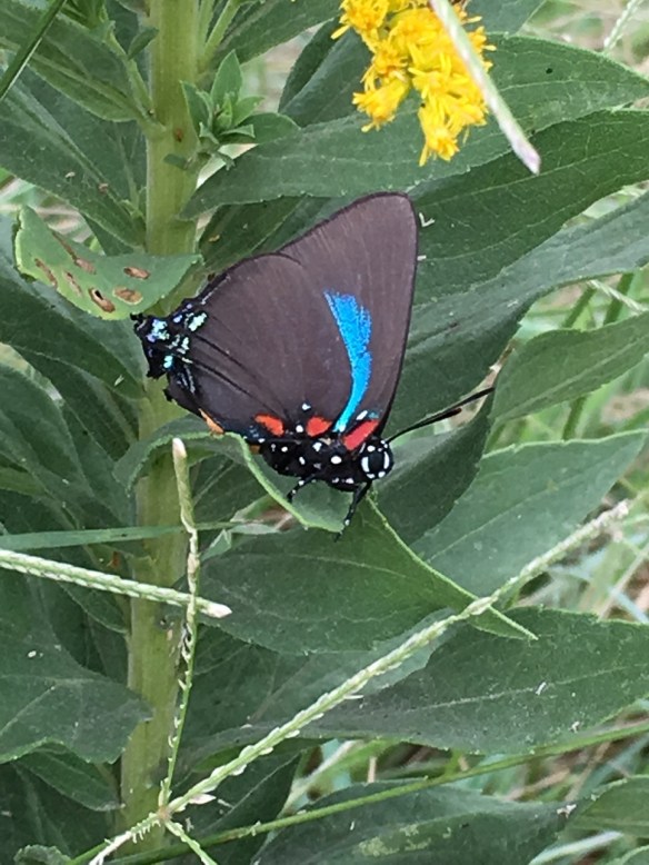 A butterfly with a blue streak in its wing