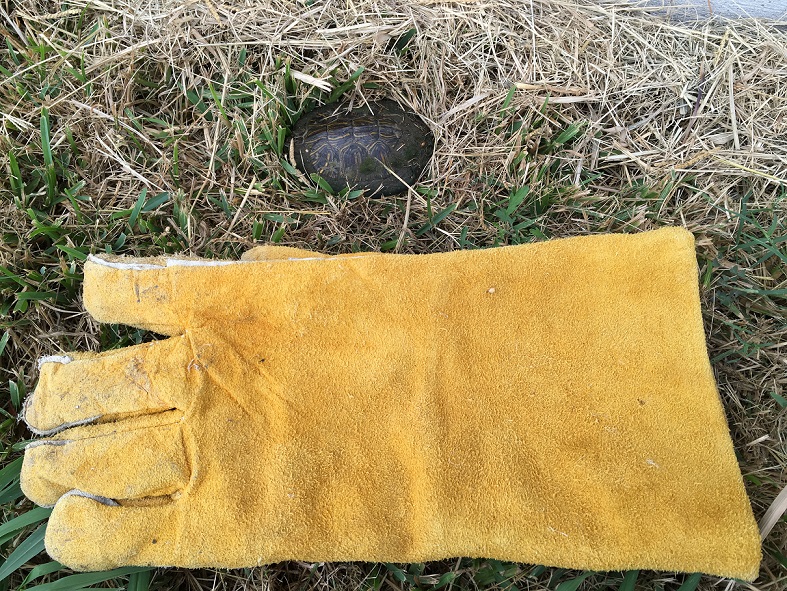 A small turtle near the house