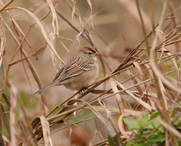 Bird on the backyard fence s