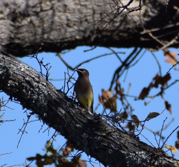 Cedar Waxwing (1)s