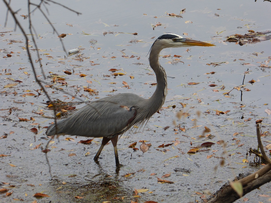Great Blue Heron hunting at Lady Bird Lake