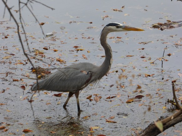 Great Blue Heron hunting at Lady Bird Lake