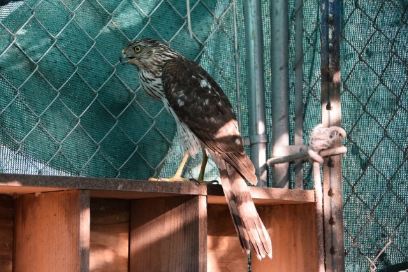 Cooper's Hawk