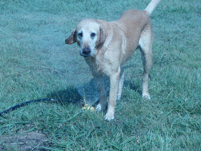 Clint playing with the water sprinkler
