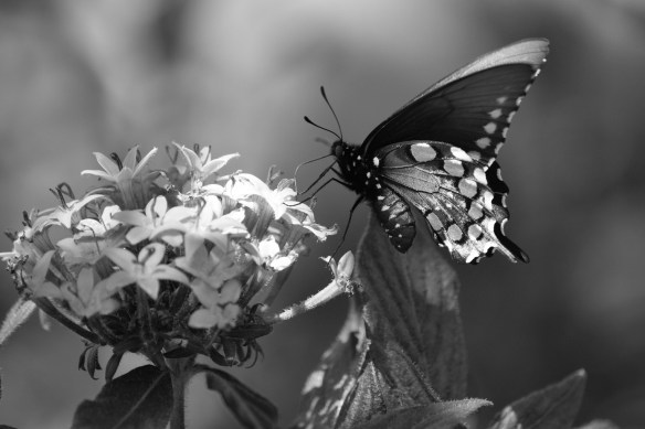 Starts with B - B&amp;W