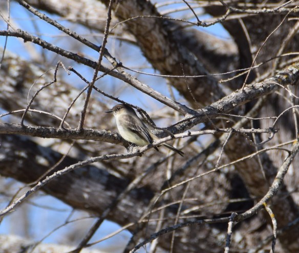 aa Commons Ford (104)s