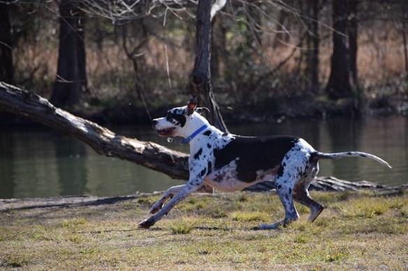 A happy Harlequin Great Dane