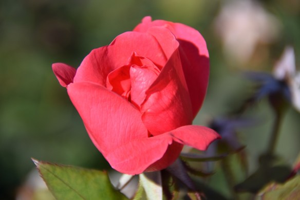 Barbara Bush rose garden (1)s