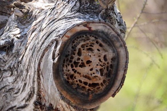 At McKinney Falls State Park, Texas