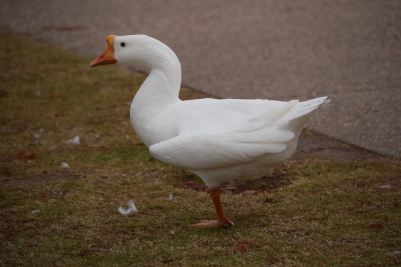 At Mueller Lake Park