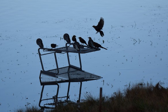 Grackles and shopping cart s
