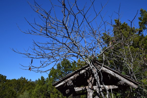 Mexican Redbud in Winter s