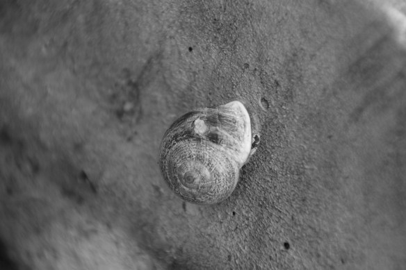 Starts with S B&amp;W