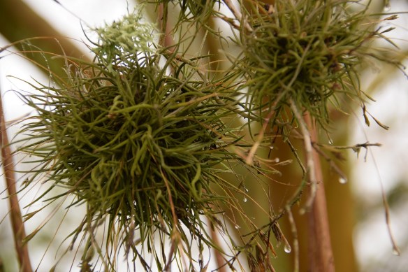 Trouble with Tree Tribbles s