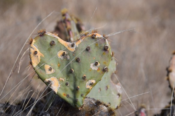 A heart-shaped cactus.