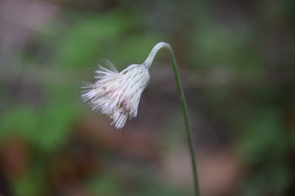 aa Barton Creek Greenbelt 2016 Feb (10)s