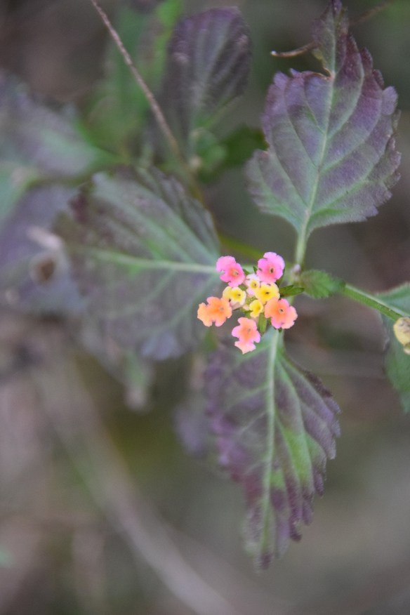 aa Barton Creek Greenbelt 2016 Feb (1)s