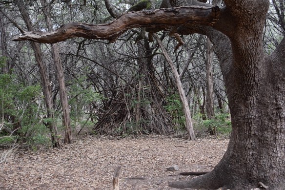 aa Barton Creek Greenbelt 2016 Feb (40)s