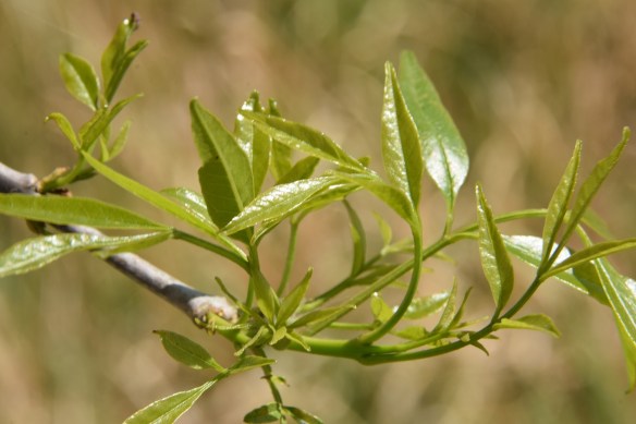 aa First Sign of Spring (3) s