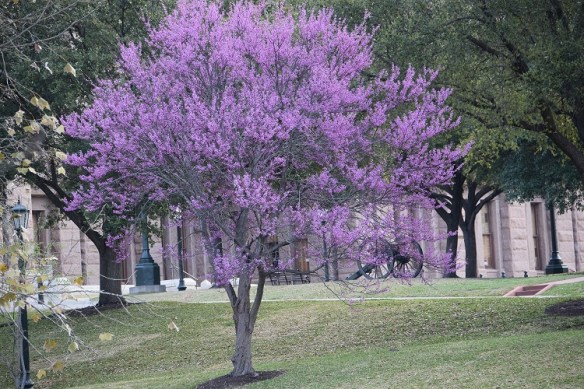 Redbud tree.