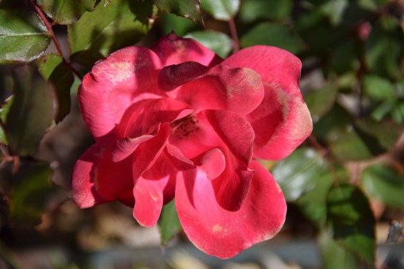 aa River Place Trail (3)s