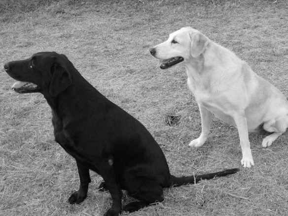 Riser and Luna, litter mates.