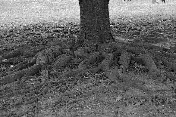 Magnolia Tree Roots
