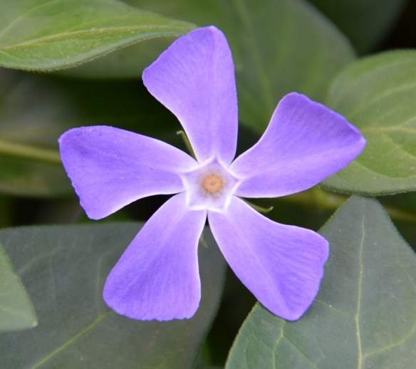 Vinca