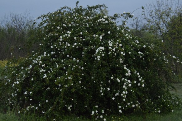 a White Lady Banks in Bloom 2016 (1)s