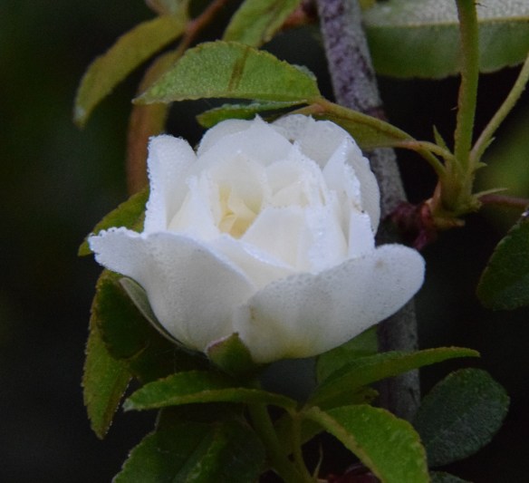 a White Lady Banks in Bloom 2016 (2)a