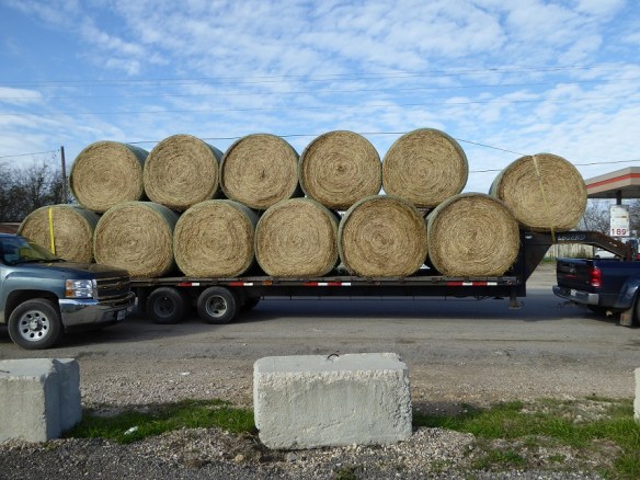 aa Hay Transport (3)s