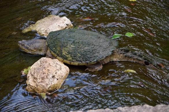 aa Snapping Turtle (1)s