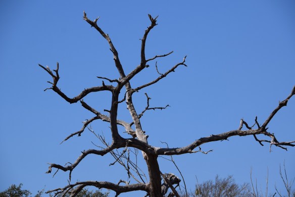 The drought is killing too many trees.