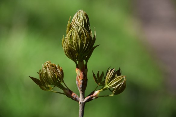 Getting ready to leaf out. 