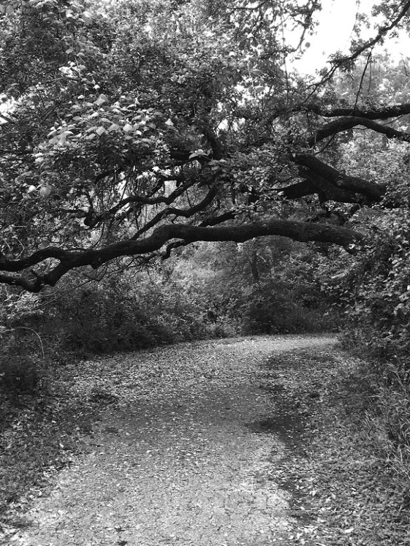 McKinney Falls State Park, Texas