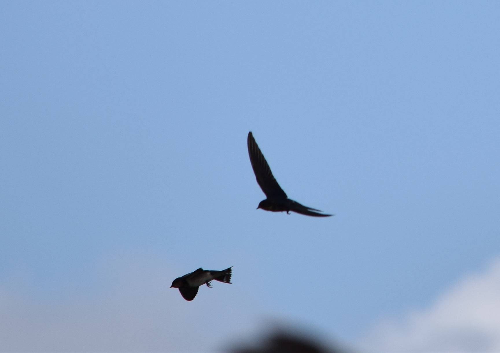a Swallows in flight (18)s