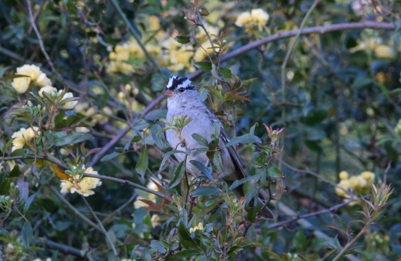 White crowned sparrow in the yellow Lady Banks rose bush