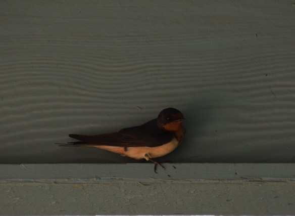 Barn Swallows (5)s
