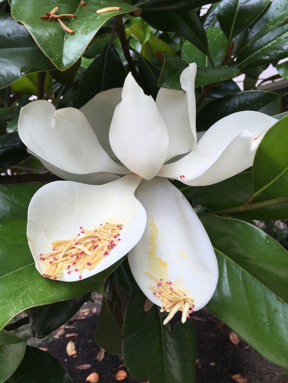 25 Ice Cream with Sprinkles s