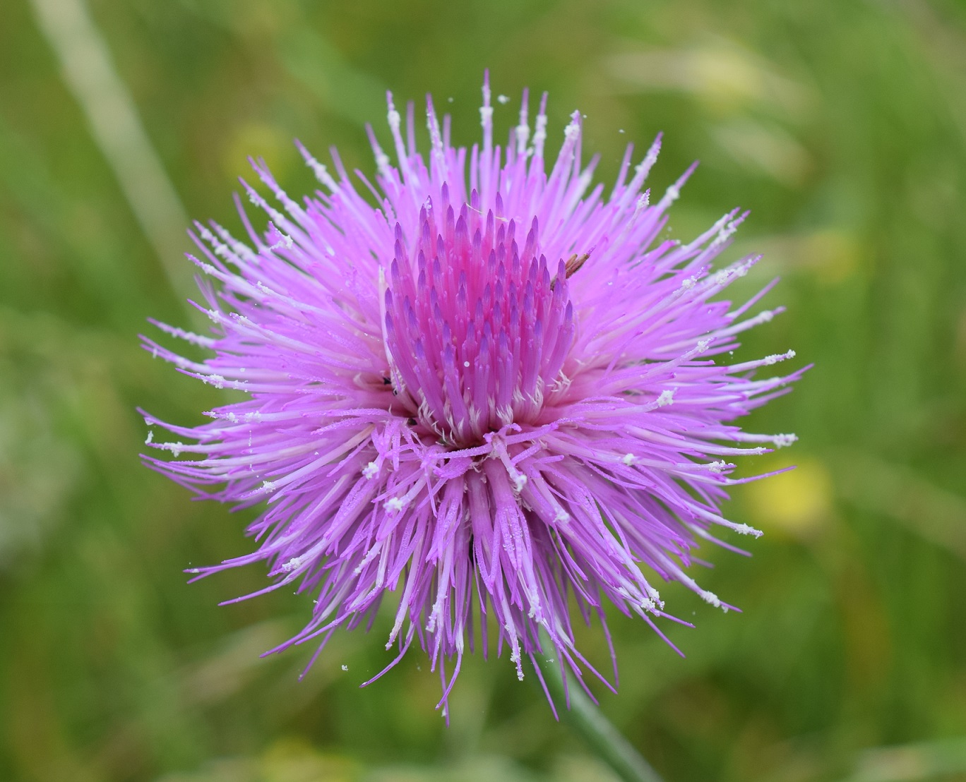 a Flowers at home (3)ss