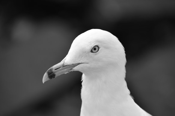 Head (Gull) B&Ws