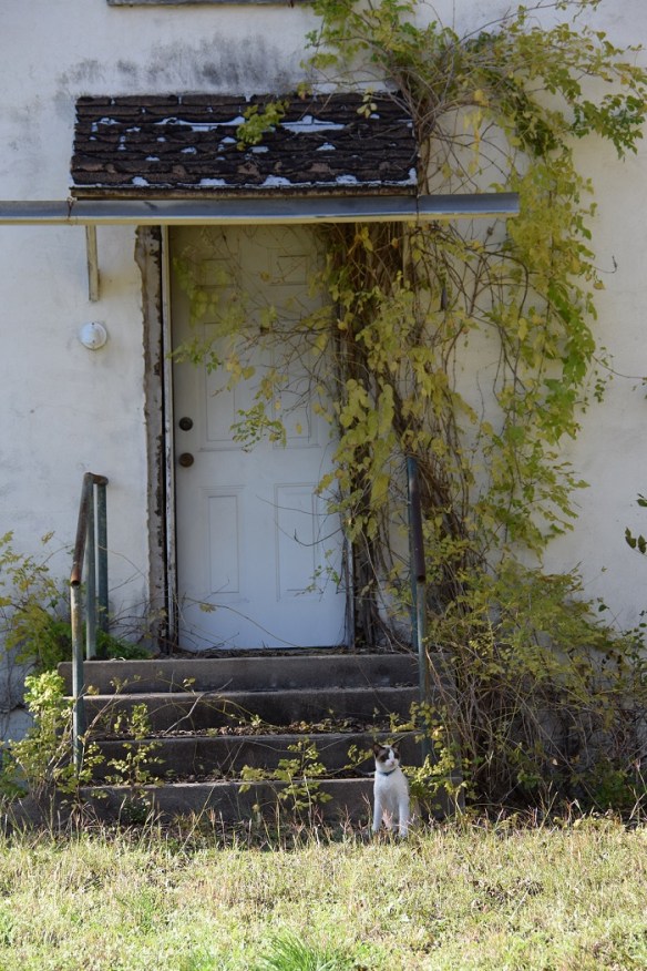 a Glen Rose Nov 2015 (10)s