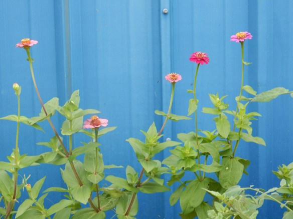 In Mary's cinder block garden