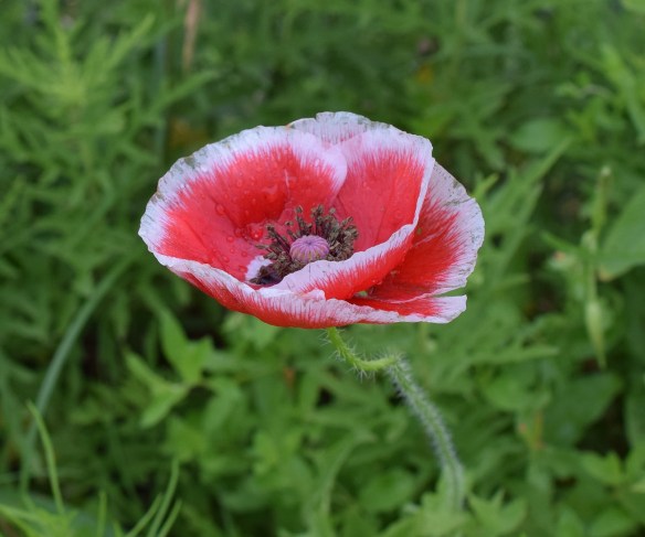a Poppy at home s