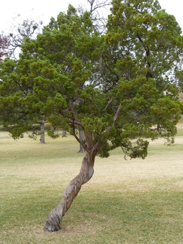 a Twisted Cedar (2)s