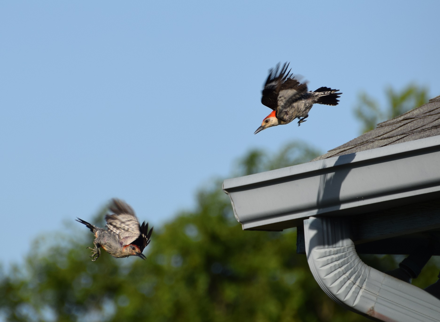 Ladder-backed woodpeckers