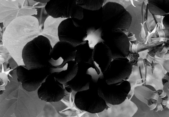 Closeups (2) B&amp;W cropped