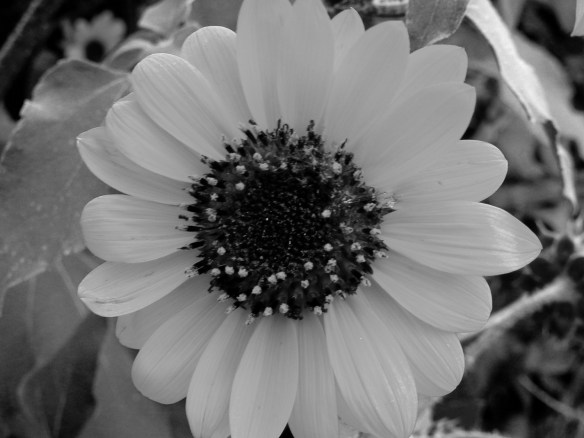 Flowers Sunflower B&amp;W s