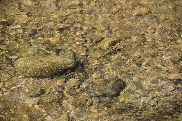 Clear water in Barton Creek (Austin, Texas)