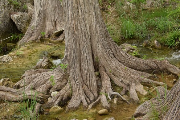a Cypress Tree roots at Hamilton Pool s